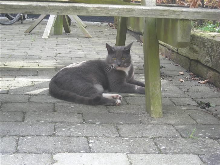 Blanding af racer Mr. Mickey..<"3 billede 8