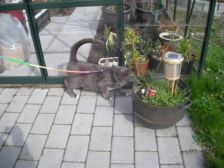 Blanding af racer Mr. Mickey..<"3 billede 11