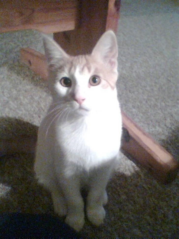 Huskat Pjevs ( pjevsi ) - lille pjevs billede 10