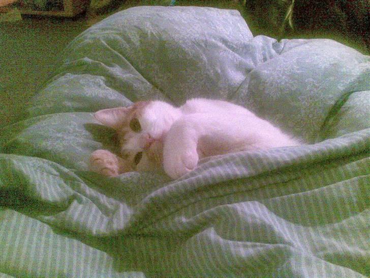 Huskat Pjevs ( pjevsi ) - vi sover med dyne  billede 11