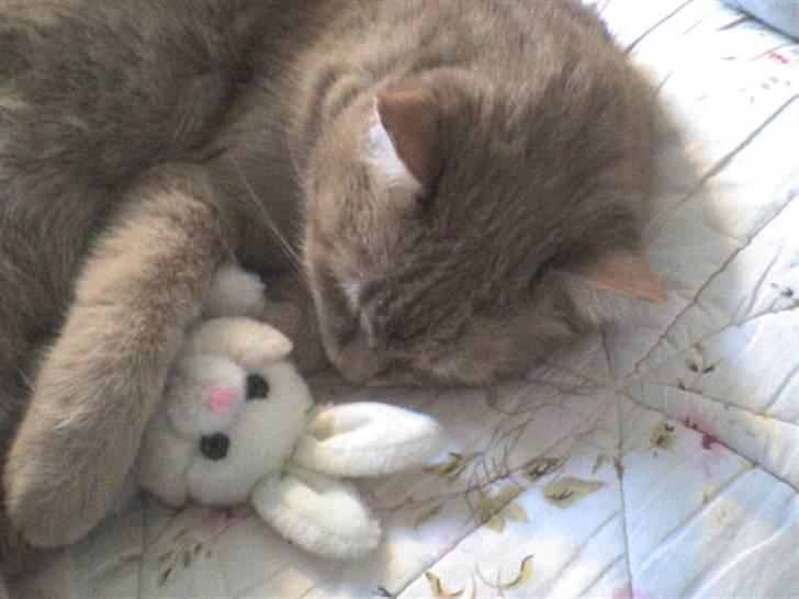 Huskat Casper *død* - En god lur med sn sove bamse=) billede 1