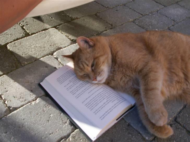 Huskat Casper *død* - Det er kedeligt at læse billede 2