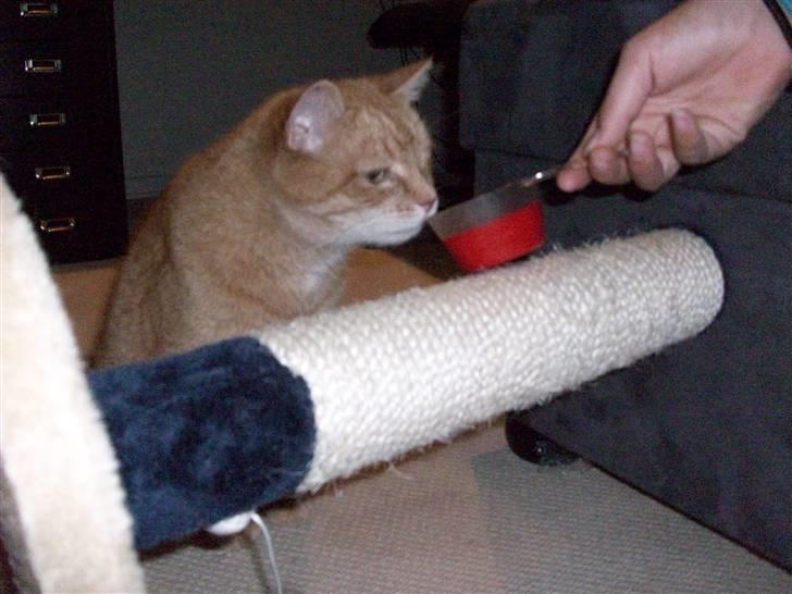 Huskat Casper *død* - Mmmm er det mad=P billede 4