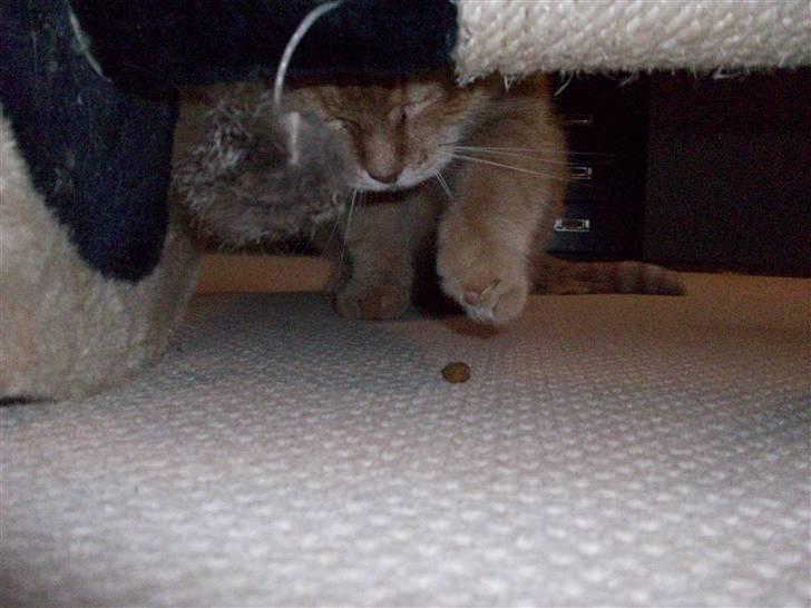 Huskat Casper *død* - Det er mit mad billede 5