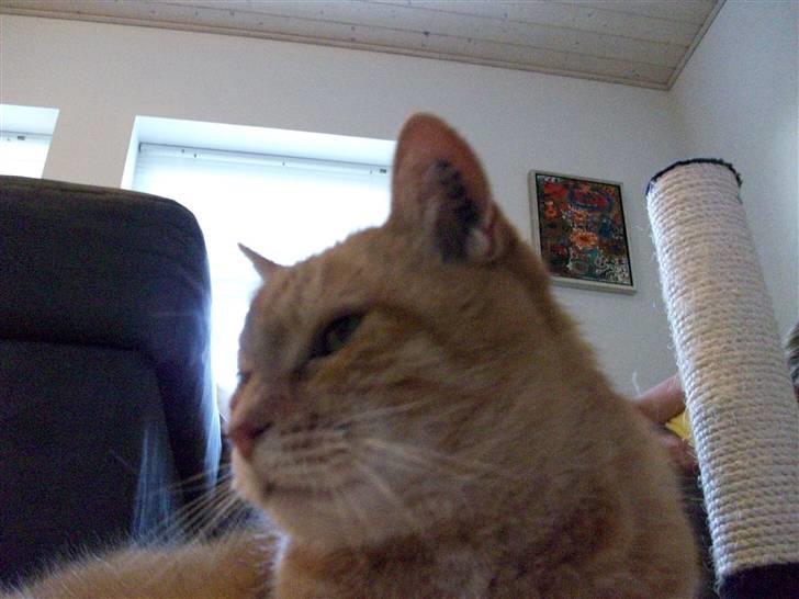 Huskat Casper *død* - The King billede 6