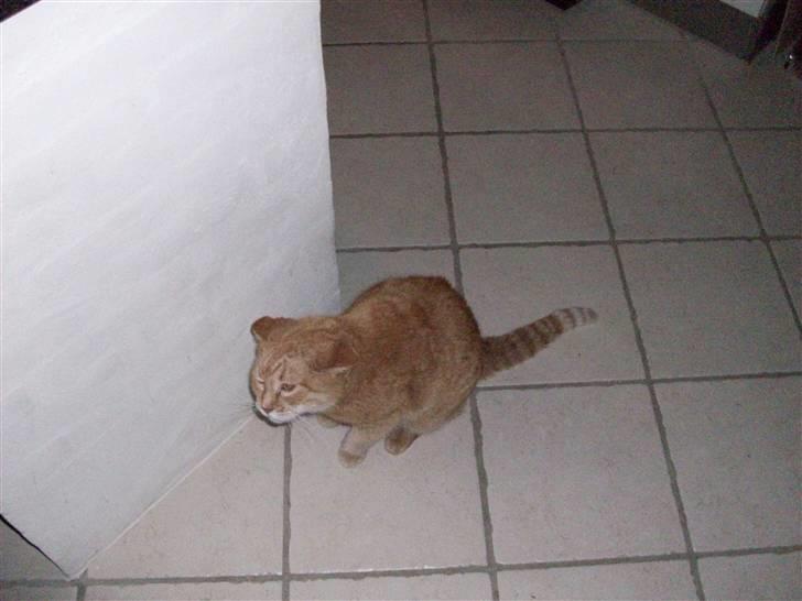 Huskat Casper *død* - Årh mit øre billede 7