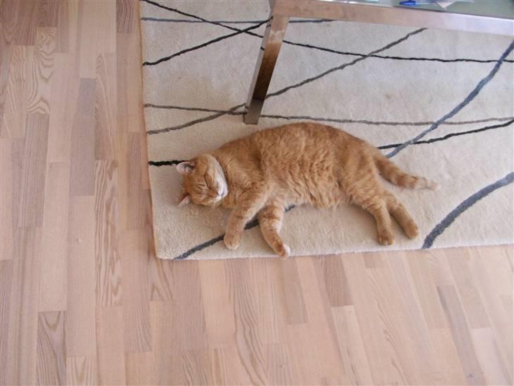 Huskat Casper *død* - ZzZzZzZzZ billede 8