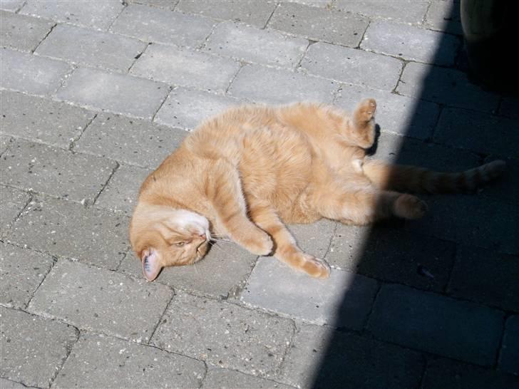 Huskat Casper *død* - Det er dejligt at rulle sig=) billede 9