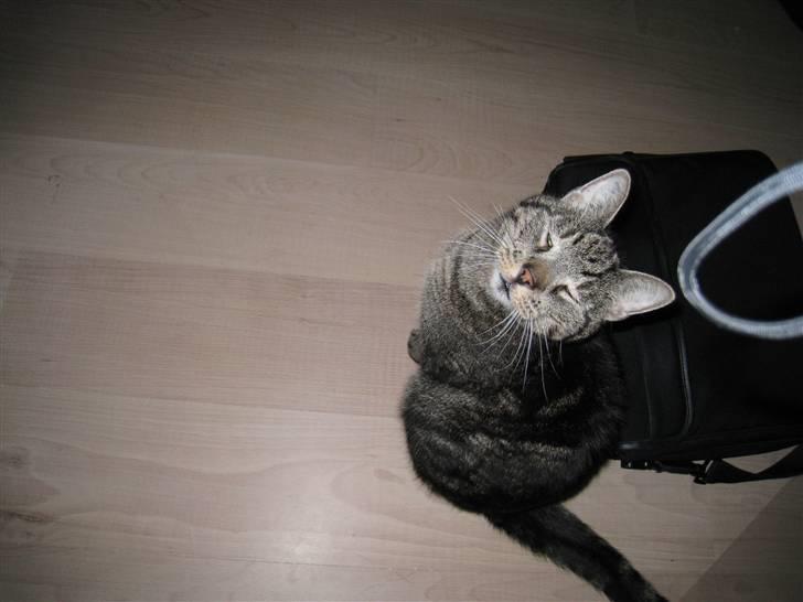 Huskat Simba R.I.P billede 5