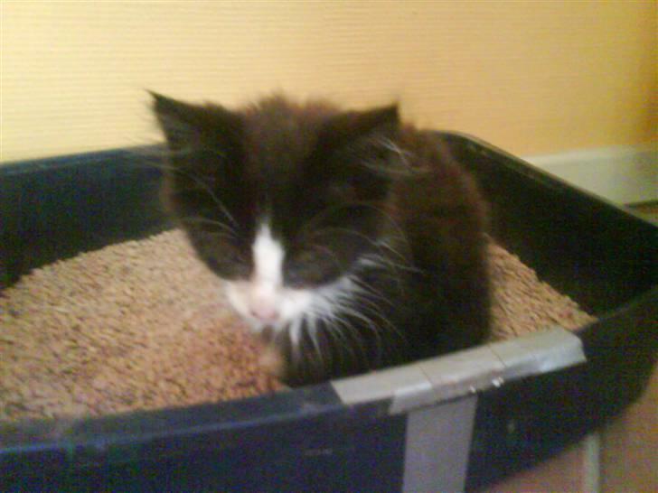 Norsk Skovkat Bette-mis - første gang han går i kattebarkken selv billede 1