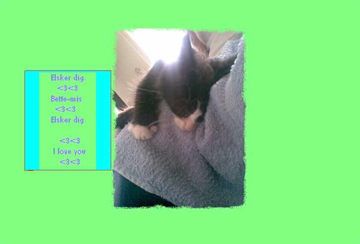 Norsk Skovkat Bette-mis - han sover der var han kun 10 månder billede 2