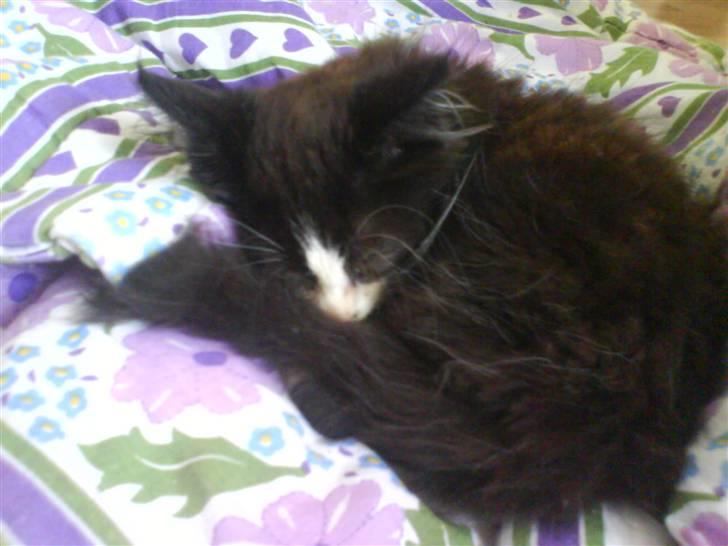 Norsk Skovkat Bette-mis - HER SOVER HAN PÅ HANS FINE TÆPPE billede 3