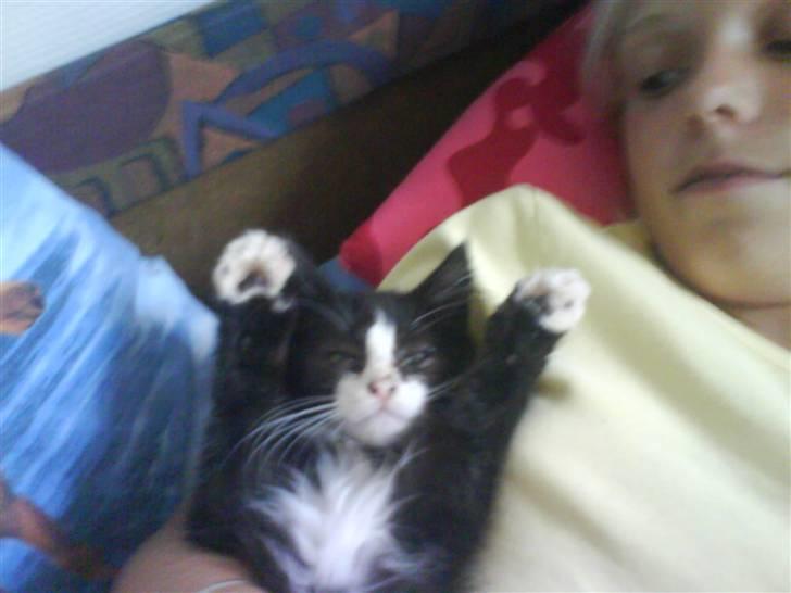 Norsk Skovkat Bette-mis - i må ikke anholde mig billede 4