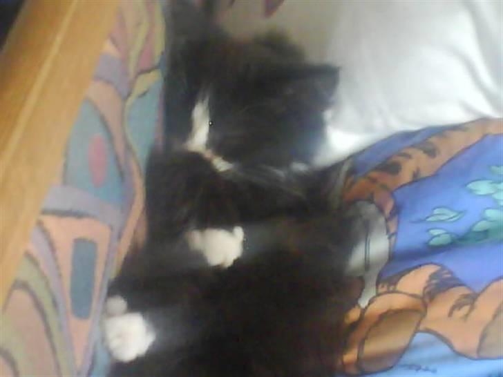 Norsk Skovkat Bette-mis - her sover han i min seng hvor er han sød billede 5