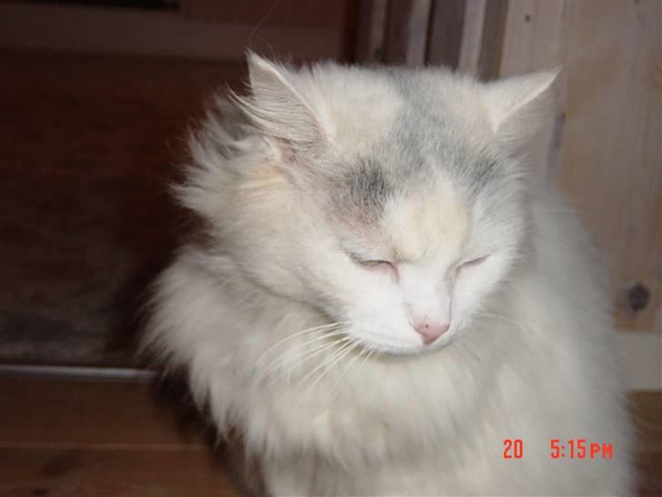 Blanding af racer Frede billede 1