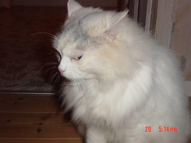 Blanding af racer Frede billede 2