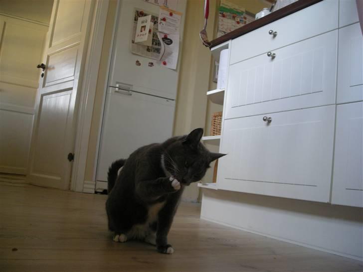 Blanding af racer Mr. Mickey..<"3 billede 13