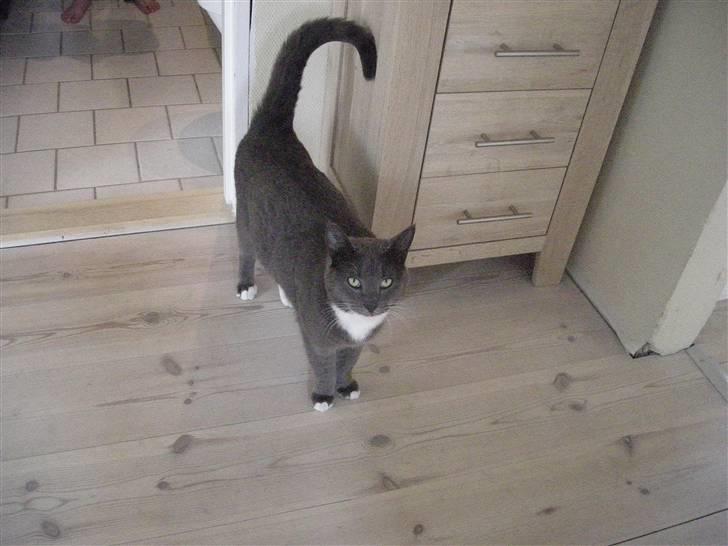 Blanding af racer Mr. Mickey..<"3 billede 14