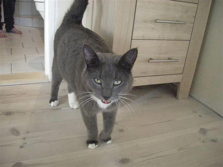 Blanding af racer Mr. Mickey..<"3 billede 15