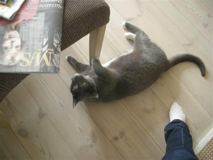 Blanding af racer Mr. Mickey..<"3 billede 16