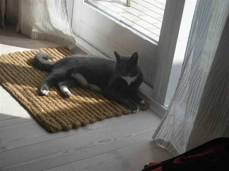 Blanding af racer Mr. Mickey..<"3 billede 17