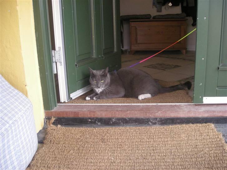 Blanding af racer Mr. Mickey..<"3 billede 18