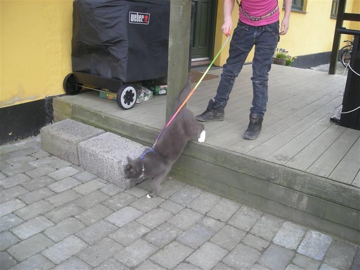 Blanding af racer Mr. Mickey..<"3 billede 19