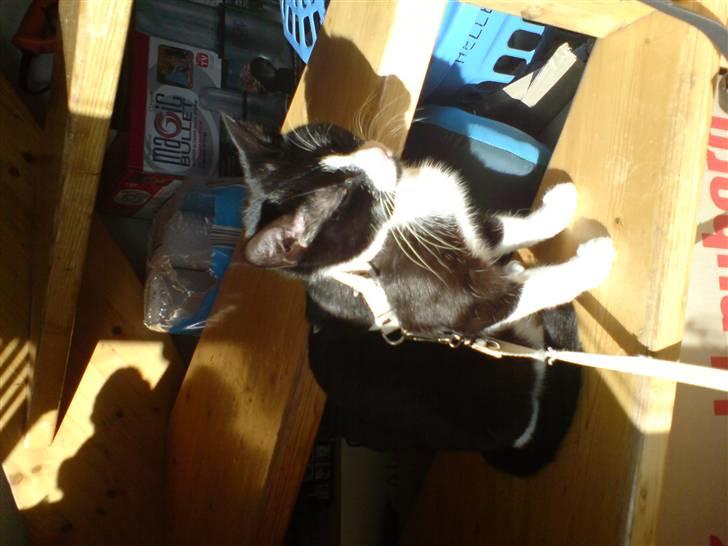 Huskat Miss Black Mystic <3 R.I.P :'( - sidder og nyder den dejlige forårs sol  billede 1