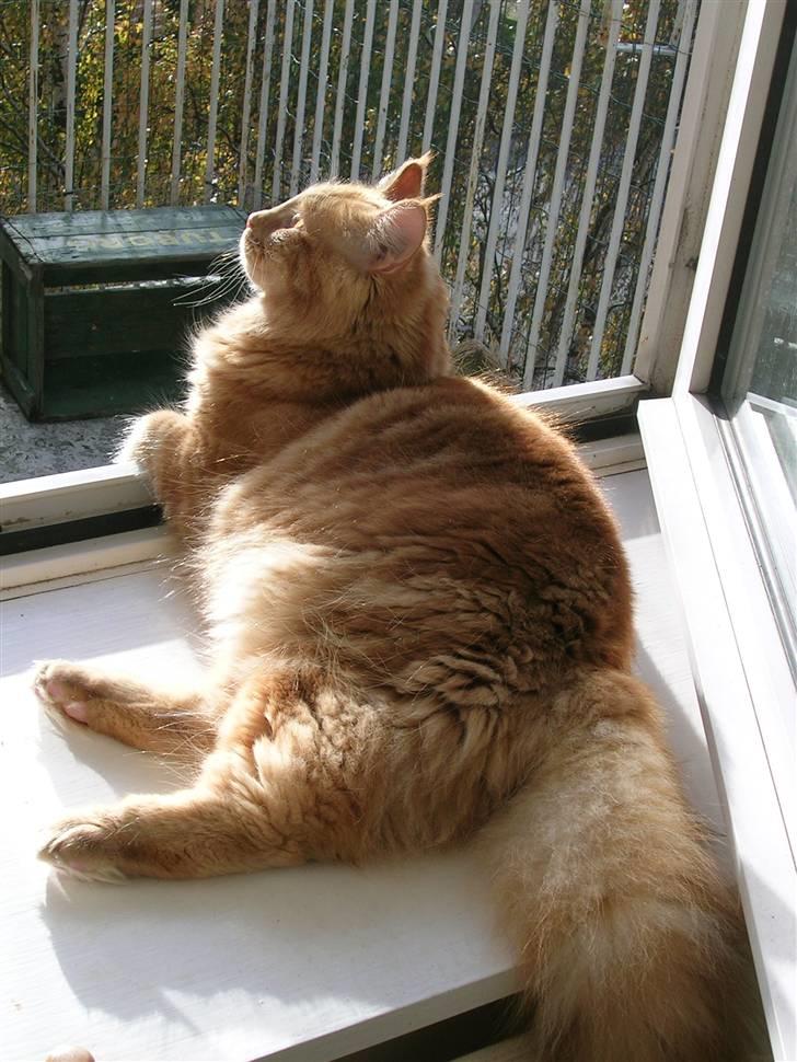 Maine Coon Lykken's Lystig - fra oktober billede 11