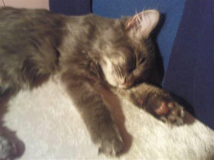 Blanding af racer Basse Missen - Ca 3 mdr gammel billede 1