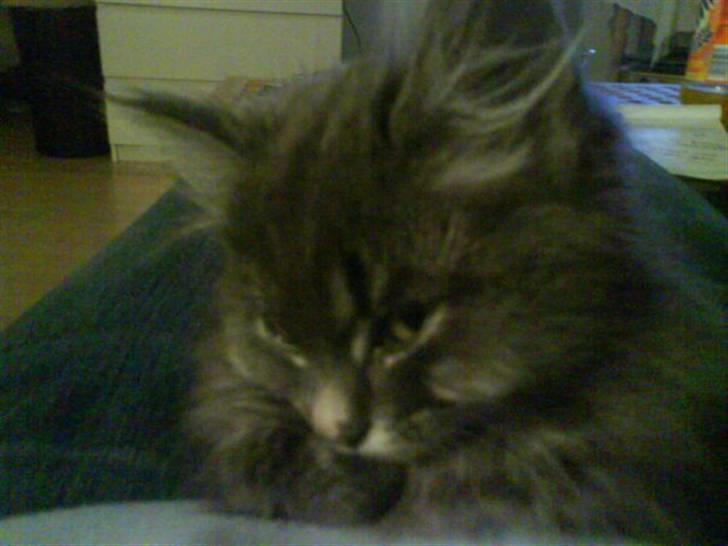 Blanding af racer Basse Missen billede 2