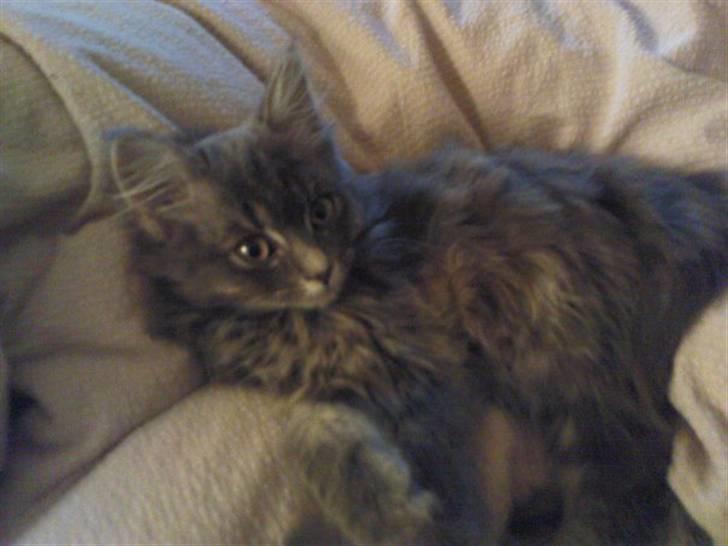 Blanding af racer Basse Missen billede 3