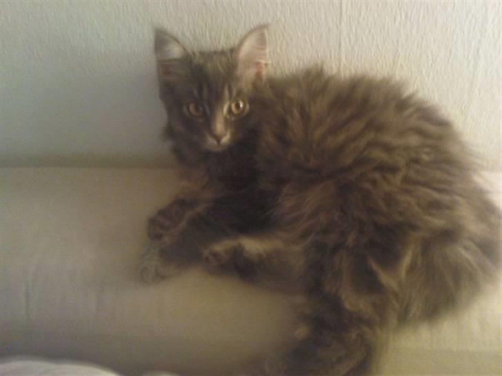 Blanding af racer Basse Missen billede 4