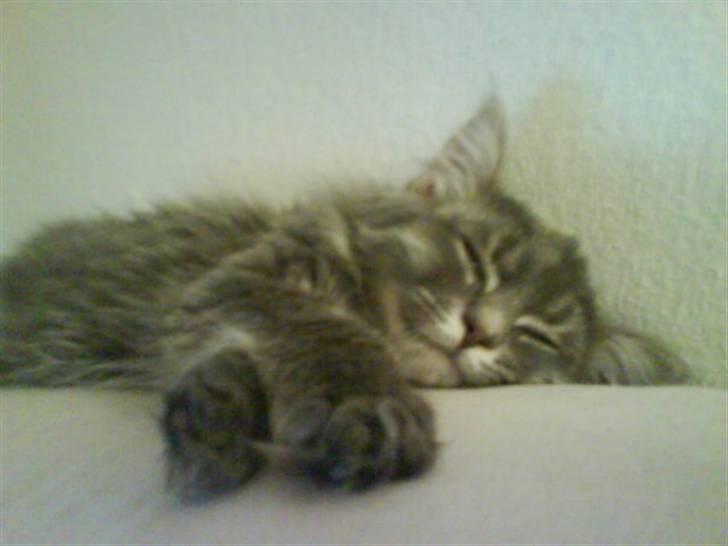 Blanding af racer Basse Missen billede 5