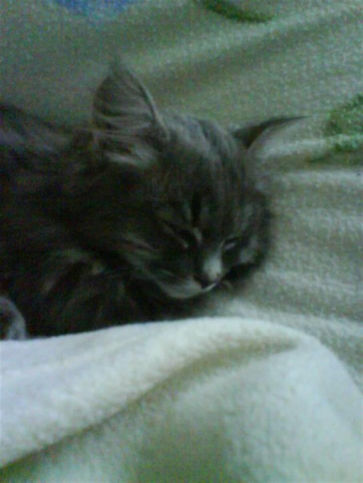 Blanding af racer Basse Missen billede 6