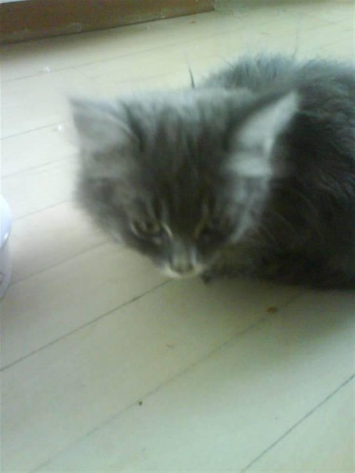 Blanding af racer Basse Missen - Lille og forskræmt ankommet til sit nye hjem - fyldt med lopper :0( billede 7