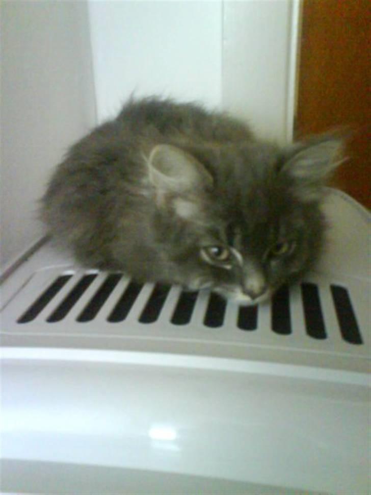 Blanding af racer Basse Missen - Lille og helt alene -  langt væk hjemmefra  billede 8