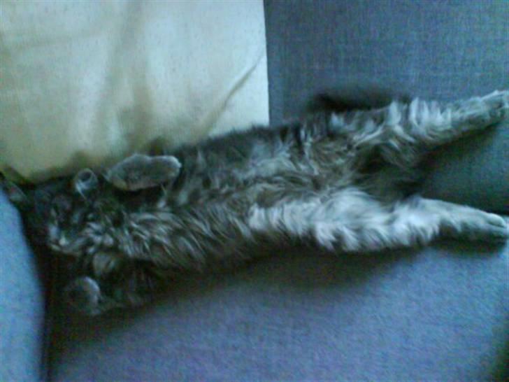 Blanding af racer Basse Missen - Ahhhh sådan sover man bedst  billede 9