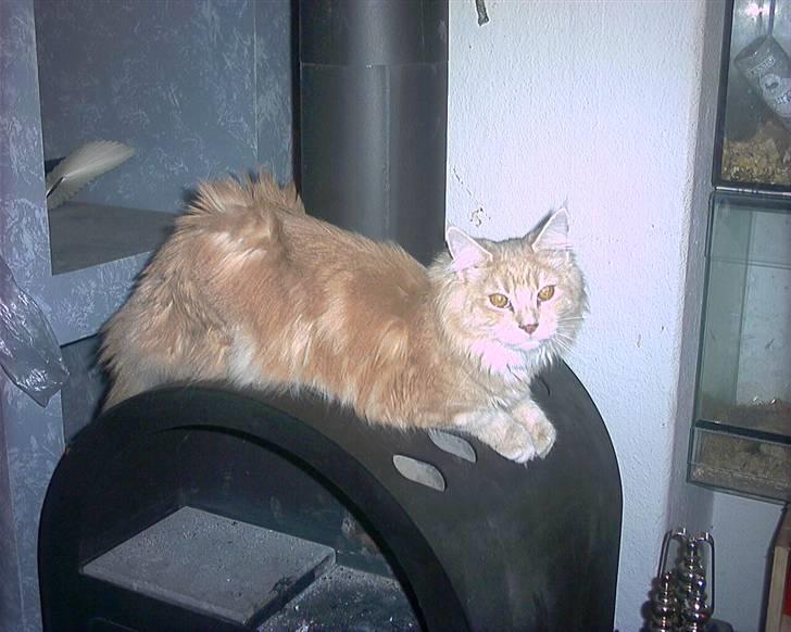 Maine Coon pasoa (død): billede 1