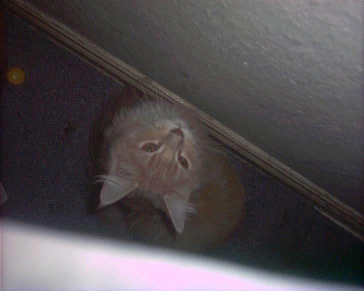 Maine Coon pasoa (død): billede 2