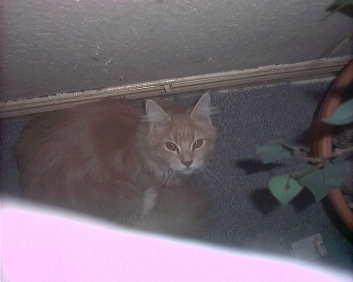 Maine Coon pasoa (død): billede 3