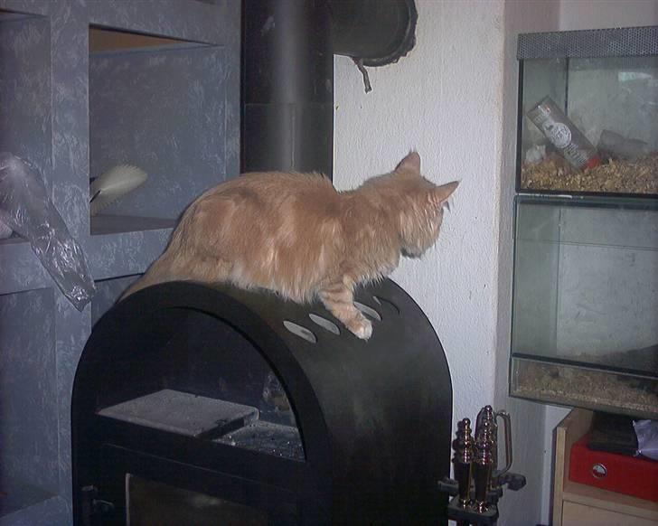 Maine Coon pasoa (død): billede 4