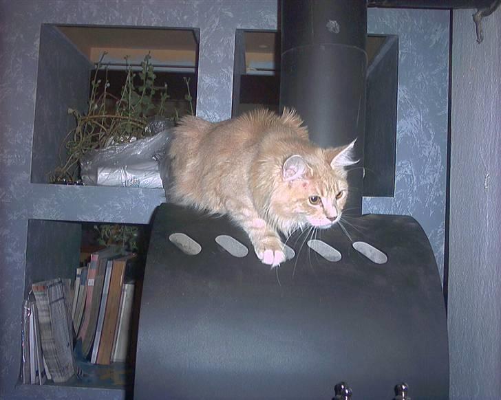 Maine Coon pasoa (død): billede 5