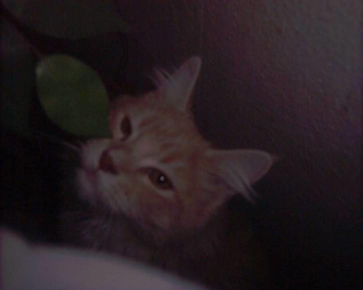 Maine Coon pasoa (død): billede 6