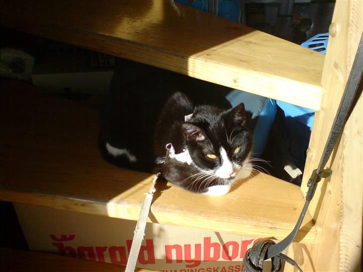 Huskat Miss Black Mystic <3 R.I.P :'( - ahh.. man ligger meget bedre billede 2