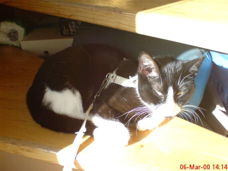 Huskat Miss Black Mystic <3 R.I.P :'( - den sol gør godt nok en afslappet.. kan næsten ik holde øjnene åbne :) billede 3