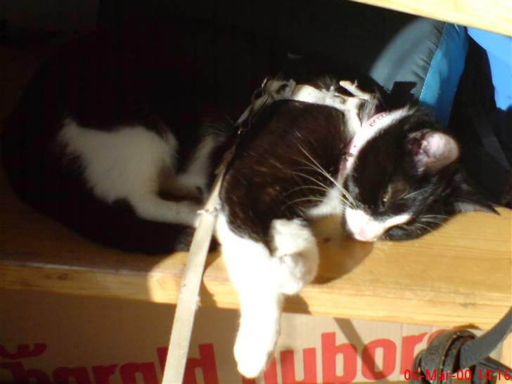 Huskat Miss Black Mystic <3 R.I.P :'( - moar.. du skygger for solen.. er jo lige ved at falde i søvn billede 4