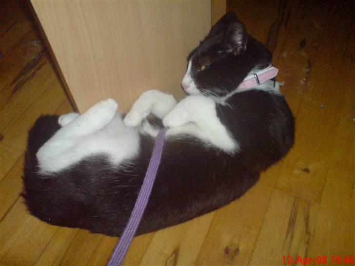 Huskat Miss Black Mystic <3 R.I.P :'( - phuu.. det hårdt at være i løbetid. hun var såå udmattet at hun ikke engang orkede at ligge sig på sofaen.. smil billede 5