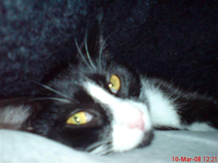 Huskat Miss Black Mystic <3 R.I.P :'( - ELSKER bare at ligge på mor under et tæppe.. det bedste i verden billede 6