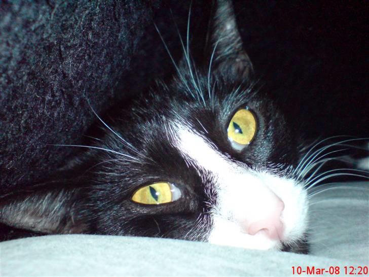 Huskat Miss Black Mystic <3 R.I.P :'( - er jeg ik bare dejlig. elsker det billede.. det fanger hele hendes personlighed billede 7